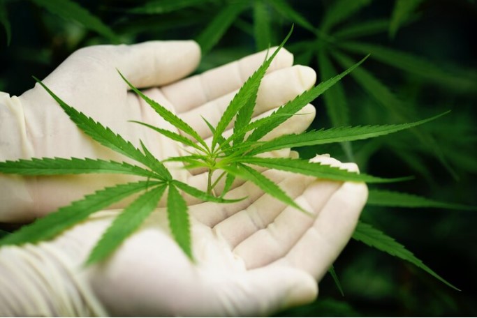 CBD-Infused Beverages: The New Trend in Wellness Drinks