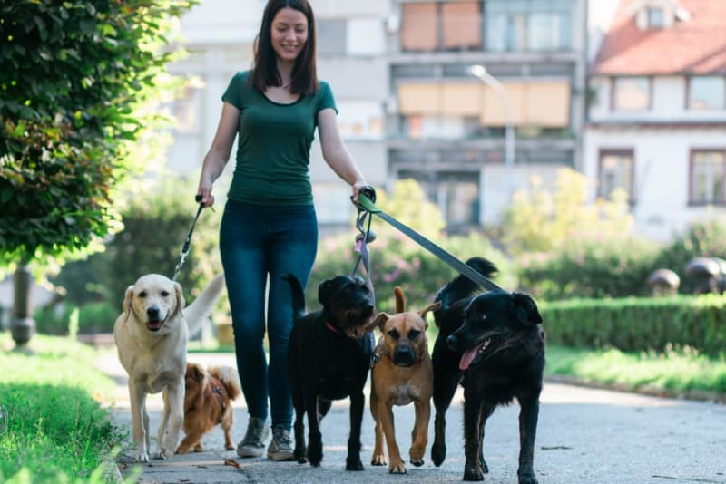 The Benefits of Boarding Your Dog