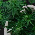 Georgia Now Allows for Medical Cannabis Cards: What Patients Need to Know
