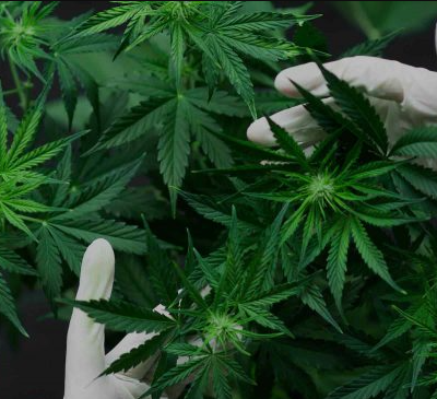 Georgia Now Allows for Medical Cannabis Cards: What Patients Need to Know