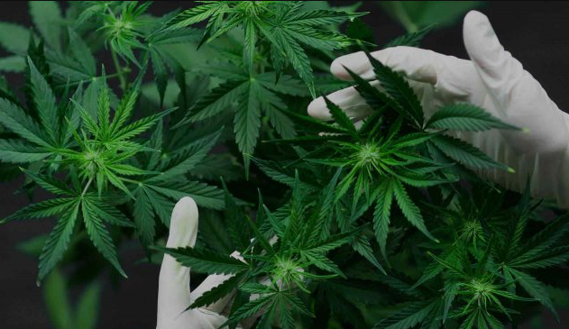 Georgia Now Allows for Medical Cannabis Cards: What Patients Need to Know